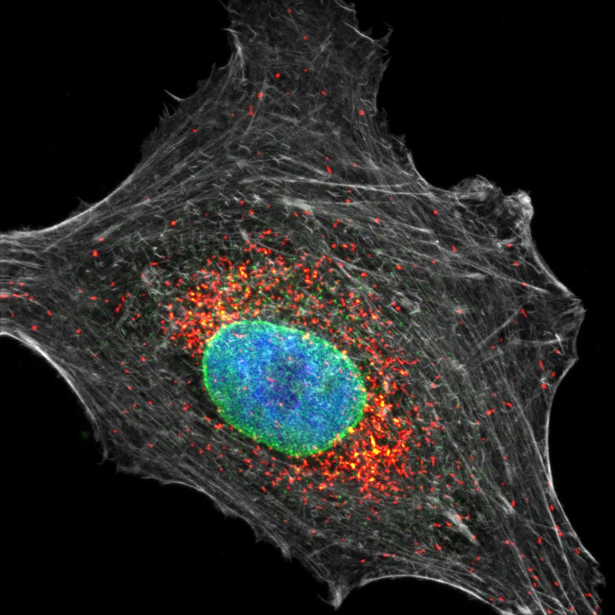 Three color confocal image of mammalian cultured cells. 