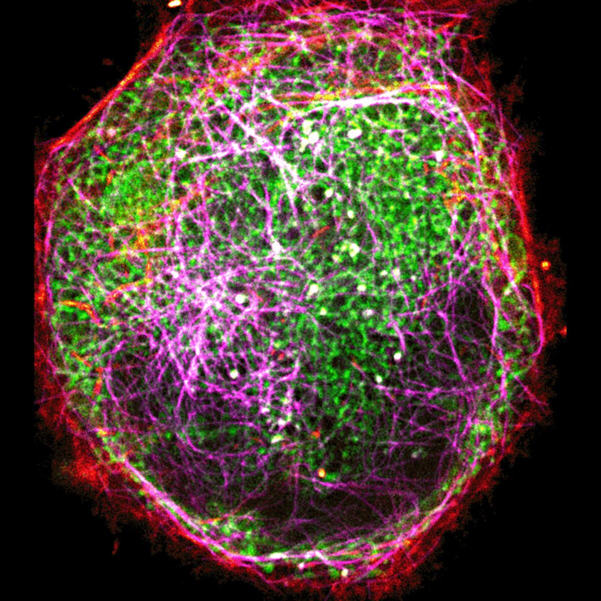 Three color live-cell STED at 775 nm: living cell labelled with abberior LIVE 460L (ER, green), LIVE 560 tubulin (magenta) and LIVE 610 actin (red).