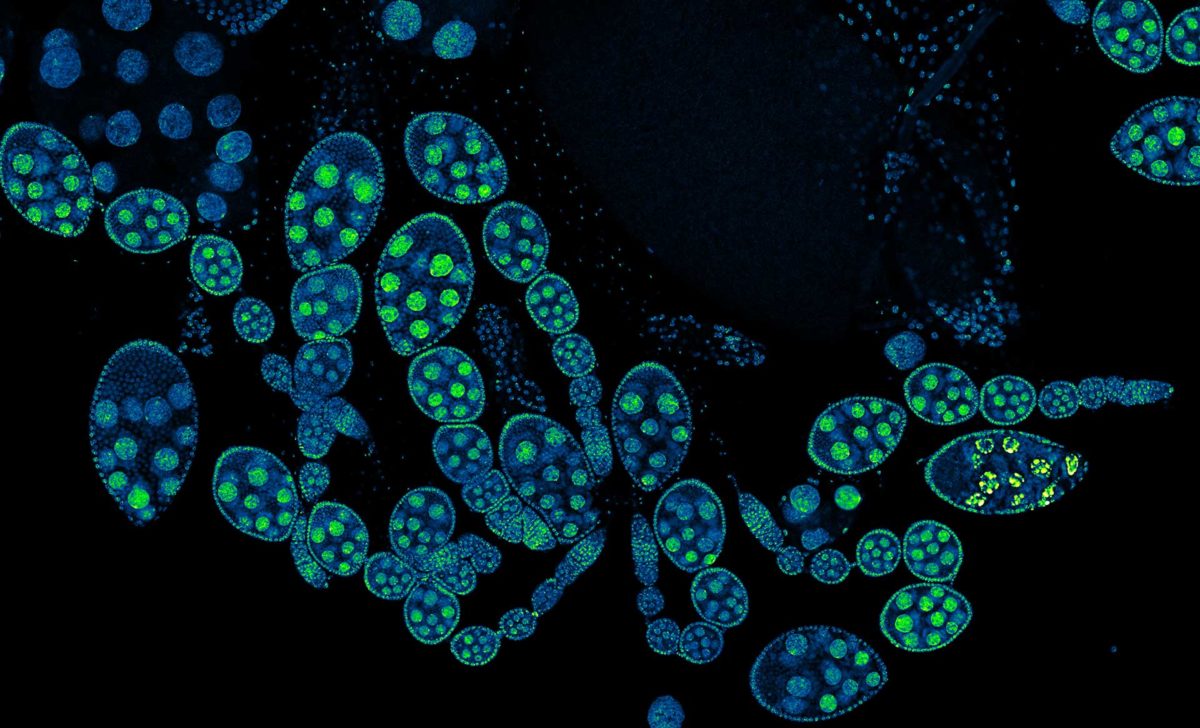 Drosophila ovariole stained with abberior LIVE 560 DNA showing nuclei in different cell types of the egg chamber. Ovaries were dissected from adult female fruit flies and were fixed prior to staining.Image was acquired with the abberior STEDYCON tiling feature and assembled with the SVI Huygens Stitcher.